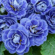 Примула Belarina Baltic Blue