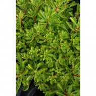 Седум камчатский Green Edge