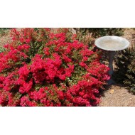 Лагерстроэмия Lagerstroemia Red Filli