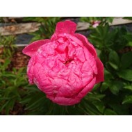 Пион Тропикана Paeonia Tropicana