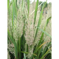Вейник бриллиантовый Calamagrostis brachytricha