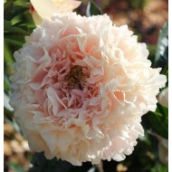 Пион Paeonia Summer Glow