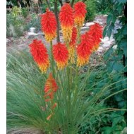 Книфофия Kniphofia Papaya Popsicle