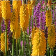 Книфофия Kniphofia Lemon Popsicle