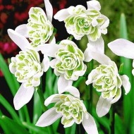 Подснежник Flore Pleno 3шт