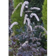 Клопогон Actaea Queen of Sheba