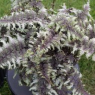 Папоротник Athyrium niponicum Crested Surf