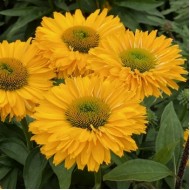 Эхинацея Ехінацея Echinacea SunSeekers Golden Sun