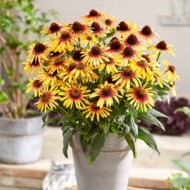 Эхинацея Сансикерс Текила Санрайз   Echinacea Sunseeker Tequila Sunrise