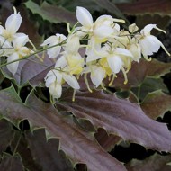 ГОРЯНКА wushanense nova Spiny Leaved Form