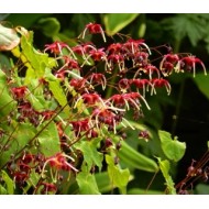 Эпимедиум Epimedium Red Maximum