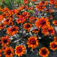 Гелиопсис Heliopsis Luna Roya