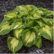 Hosta Хоста Shadowland Etched Glass