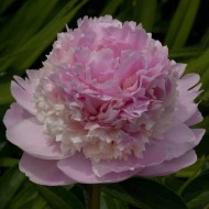 Пион Paeonia Angel Cheeks