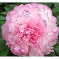 Пион Paeonia Joker
