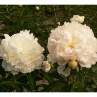Пион Paeonia Brother Chuck