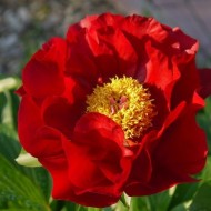 Пион Paeonia Mackinac Grand