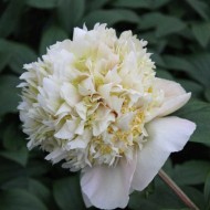 Пион Paeonia Quitzin
