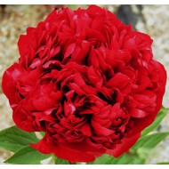 Пион Paeonia Christmas Velvet