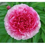 Пион Paeonia Bess Bockstoce