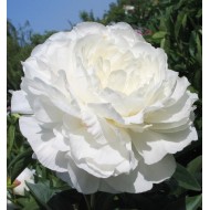 Пион Paeonia Moon Over Barrington