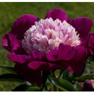 Пион Paeonia White Cap