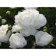 Пион Paeonia Amalia Olson