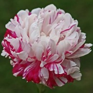 Пион Paeonia Candy Stripe