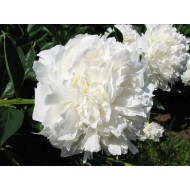 Пион Paeonia A.E.Kunderd