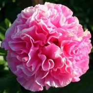 Пион Paeonia Carnation Bouquet