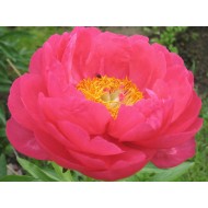 Пион Paeonia Cytherea