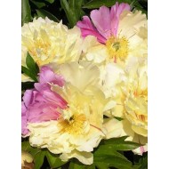 Paeonia Itoh Lemon Dream