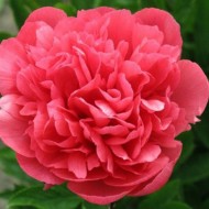 Пион Paeonia Lorelei