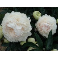 Пион Paeonia Solange