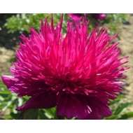 Пион Paeonia Red Spider