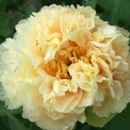 Пион Paeonia Sunny Girl