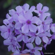Флокс метельчатый Колибри