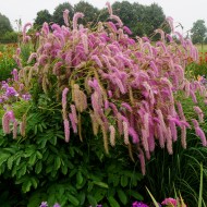 Sanguisorba obtusa Lilac Squirrel