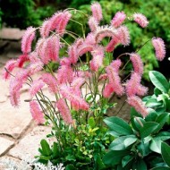 Кровохлебка Sanguisorba obtusa