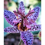 Трициртис Blue Spotted