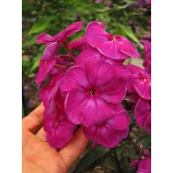 Флокс метельчатый Смуглянка Phlox paniculata Smuglyanka