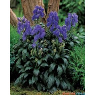 Аконит Aconitum fischeri