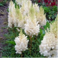 Астильба Astilbe Weisse Gloria