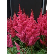 Астильба Astilbe Mighty Red Quin