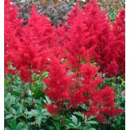 Астильба Astilbe Montgomery