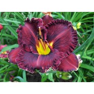 Purplelicious