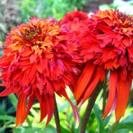 Эхинацея Echinacea Hot Papaya