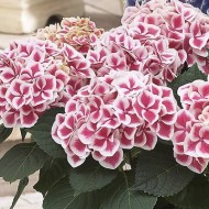Гортензия Hydrangea Camilla
