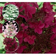 Hydrangea paniculata Wim`s Red