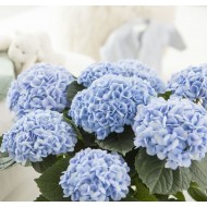 Гортензия Hydrangea Baby Blue